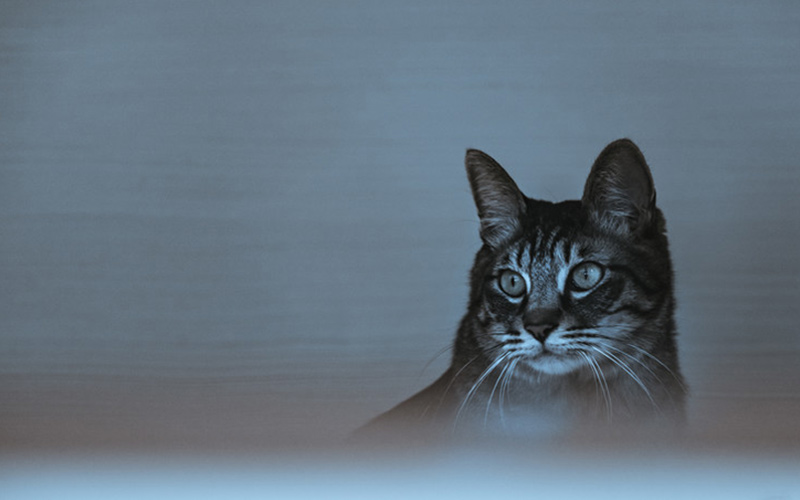 猫の写真
