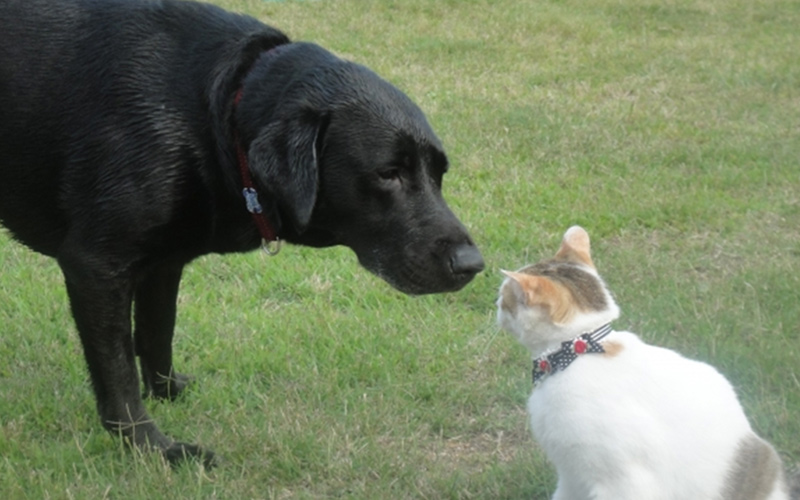 犬猫の写真