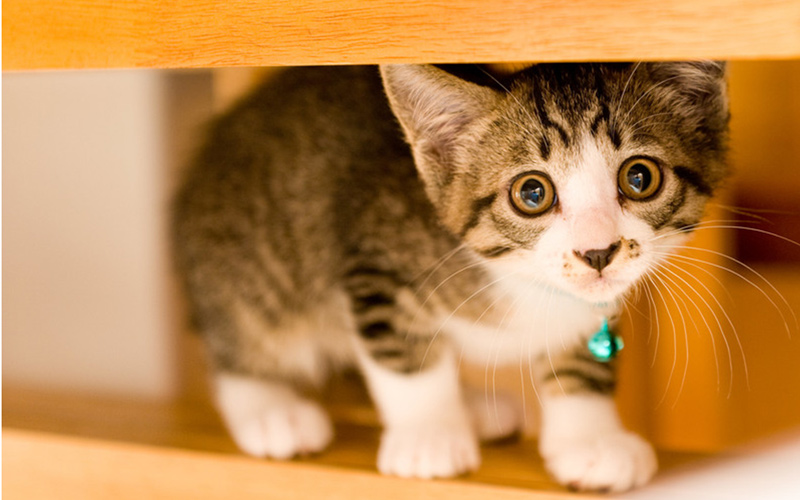 猫の写真