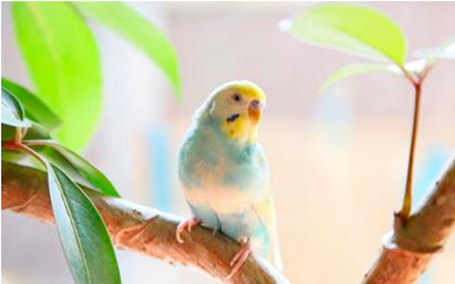 インコの写真
