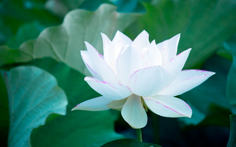 スイレンの写真