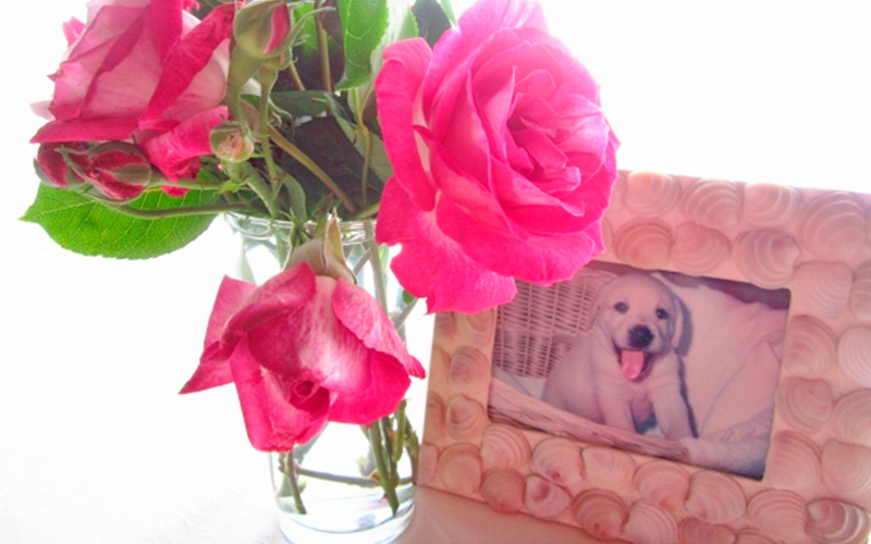 ペットの遺影の写真