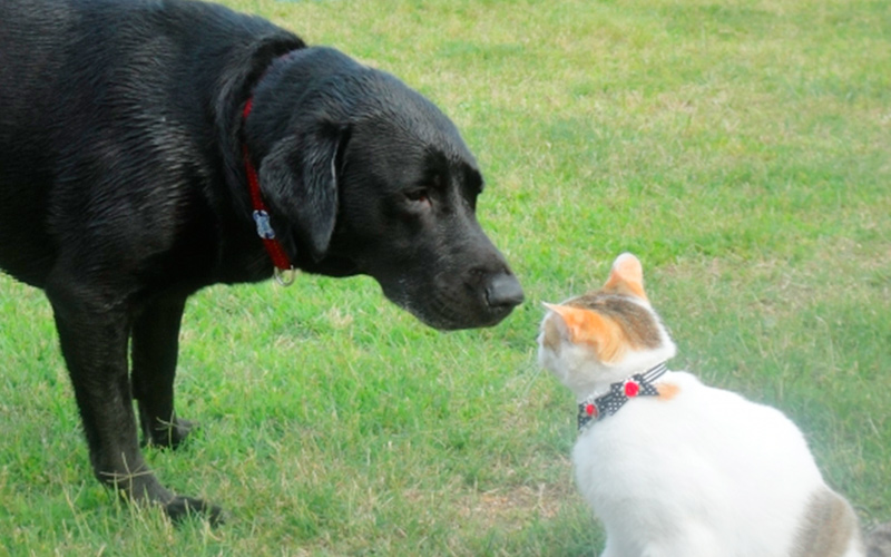 猫と犬の写真