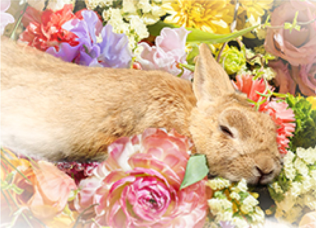 保冷処置(ご遺体の安置)の写真